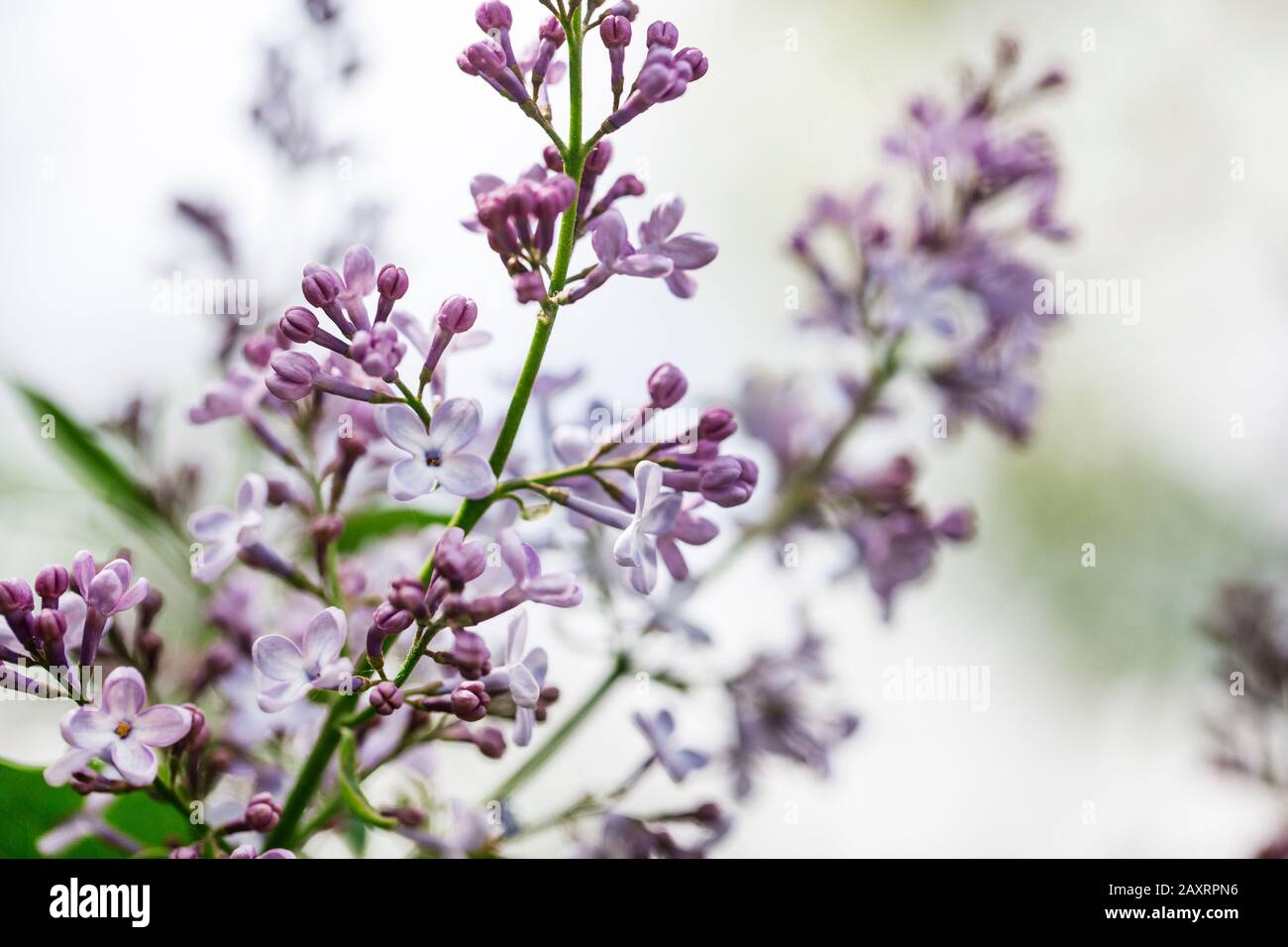 Purple Lilac Blooming Outdoors Stock Photo