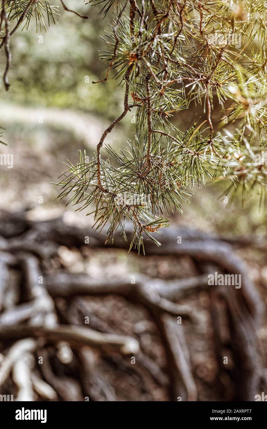 Pine needles branch on the roots background in fall time. The Central part of European Russia. Stock Photo