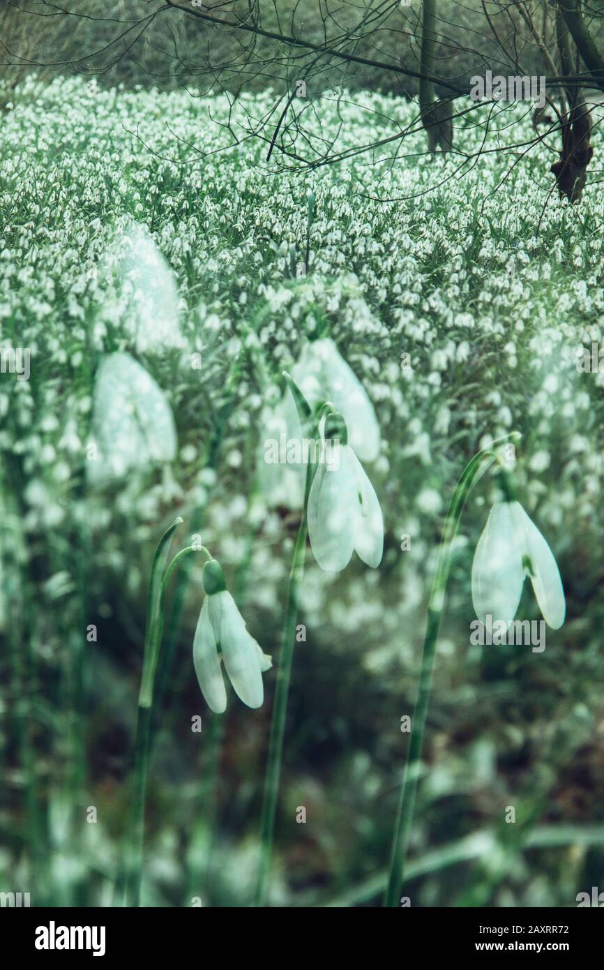 Meadow with snowdrops in forest clearing, Galanthus, composing Stock Photo