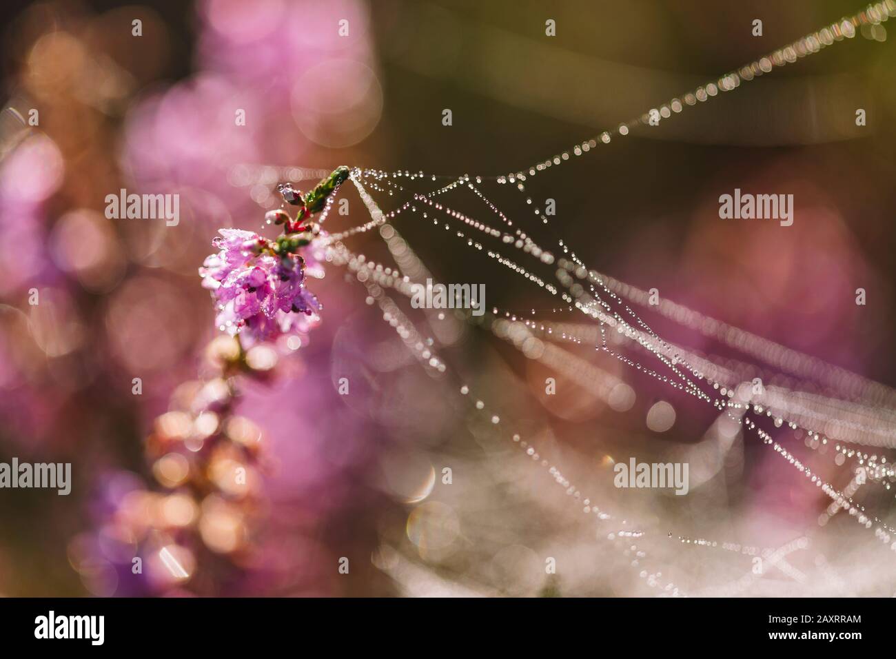 Spider web on heath blossom with dew drops, close-up Stock Photo