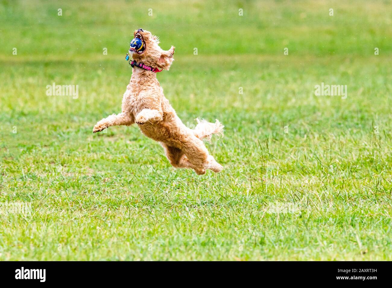 Cockapoo Cross High Resolution Stock Photography and Images - Alamy