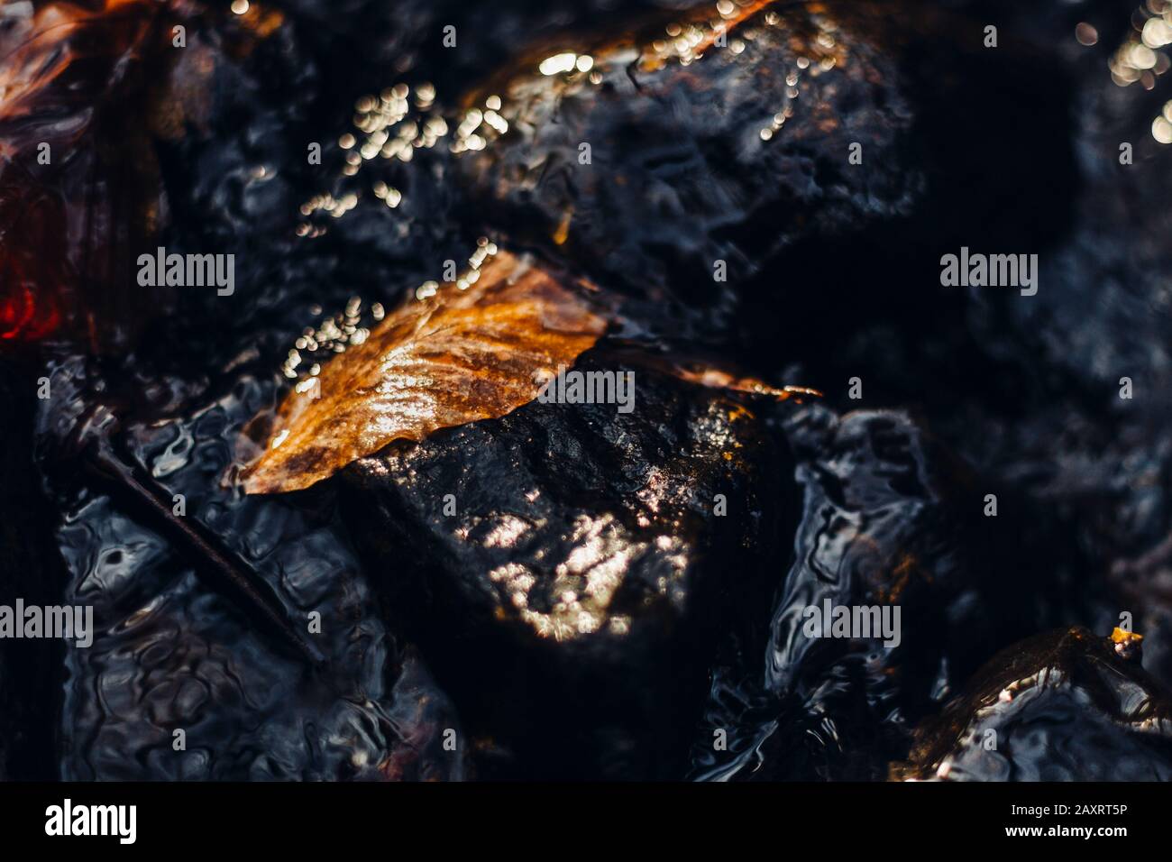 Autumn leaves in the river, close-up Stock Photo