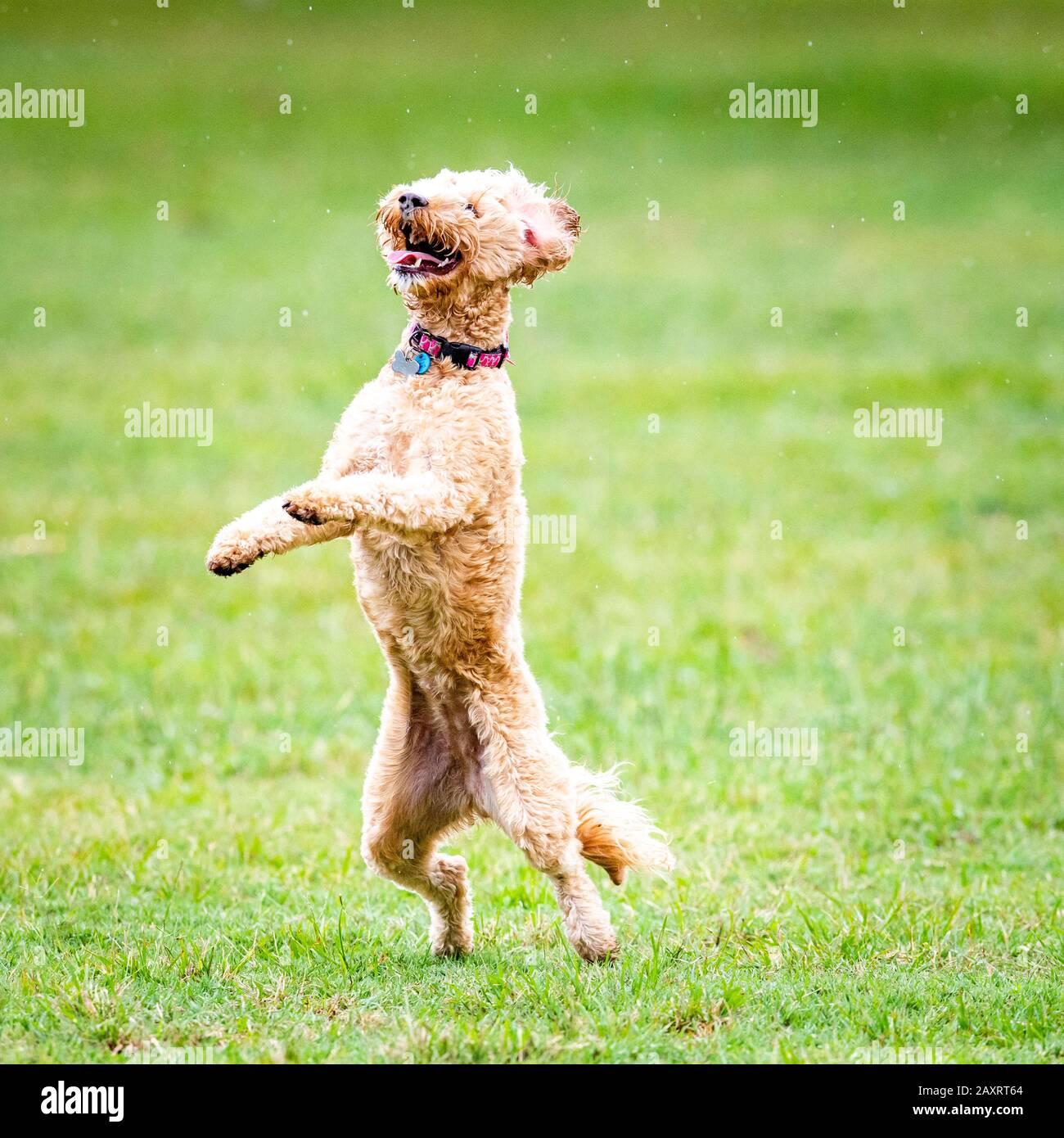 A Spoodle dog chases a ball in an Australian park Stock Photo