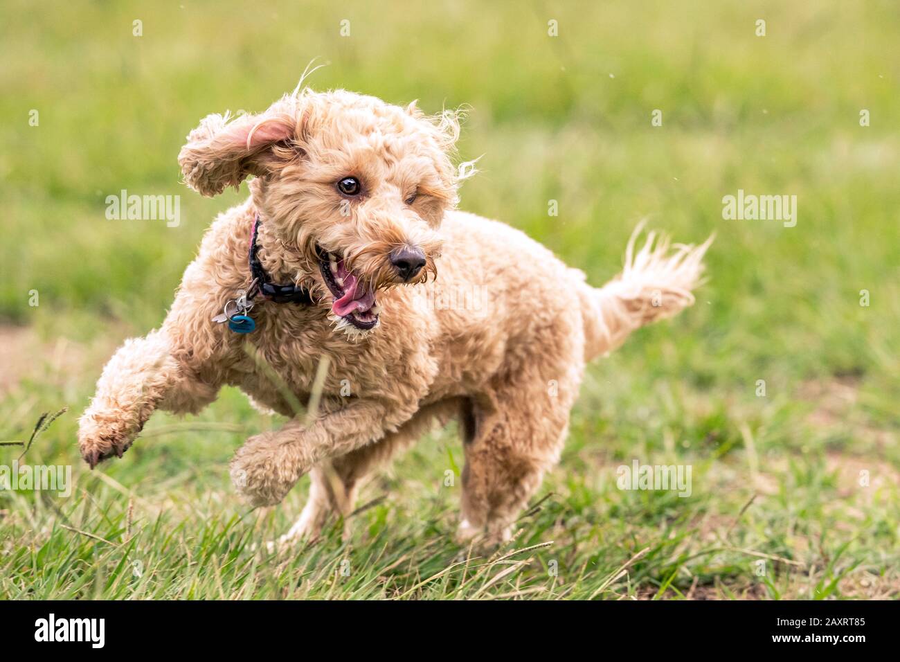 A Spoodle dog chases a ball in an Australian park Stock Photo