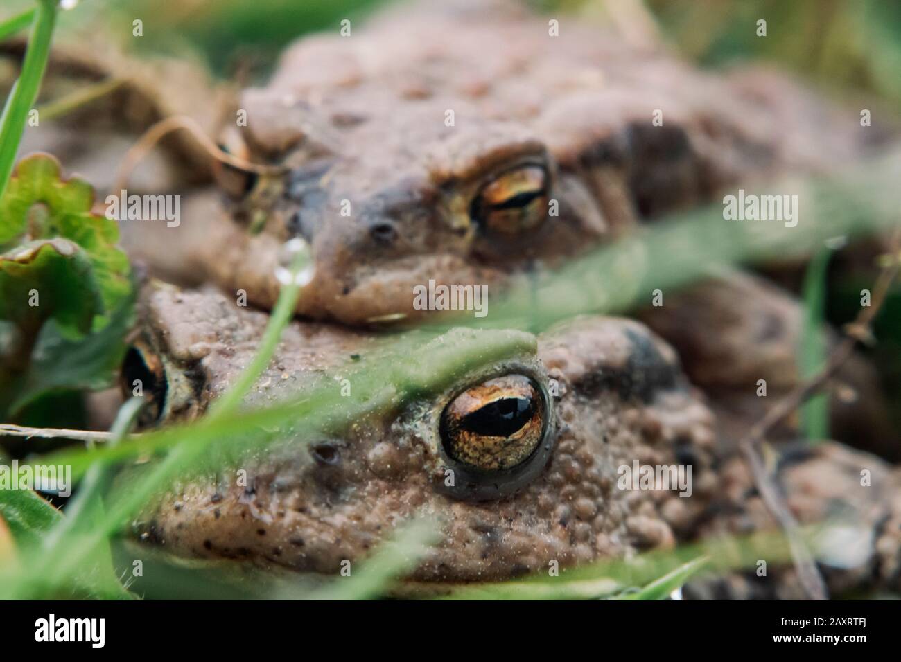 Two Toads Hi-res Stock Photography And Images - Alamy