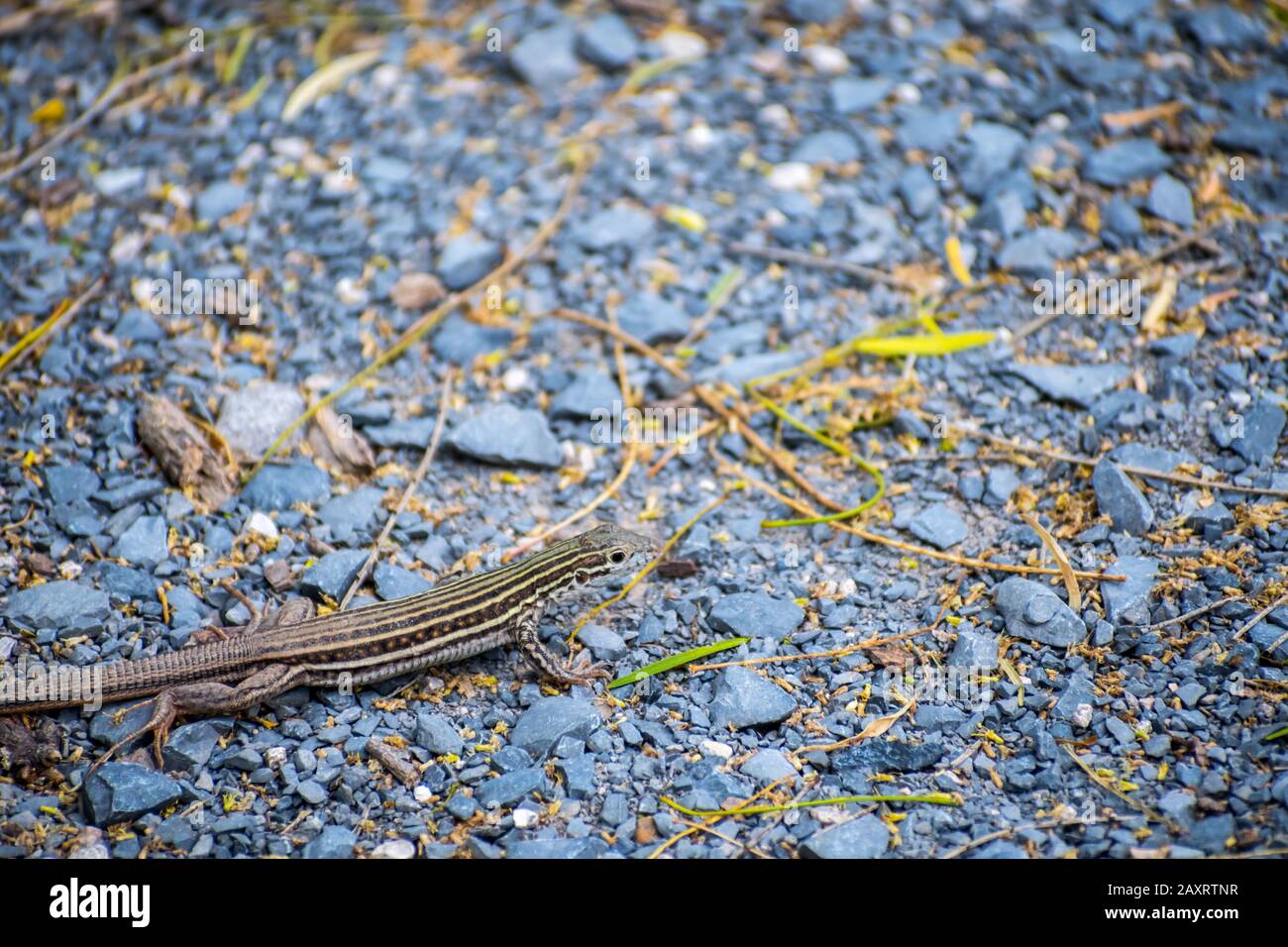 Texas tree lizard hi-res stock photography and images - Alamy