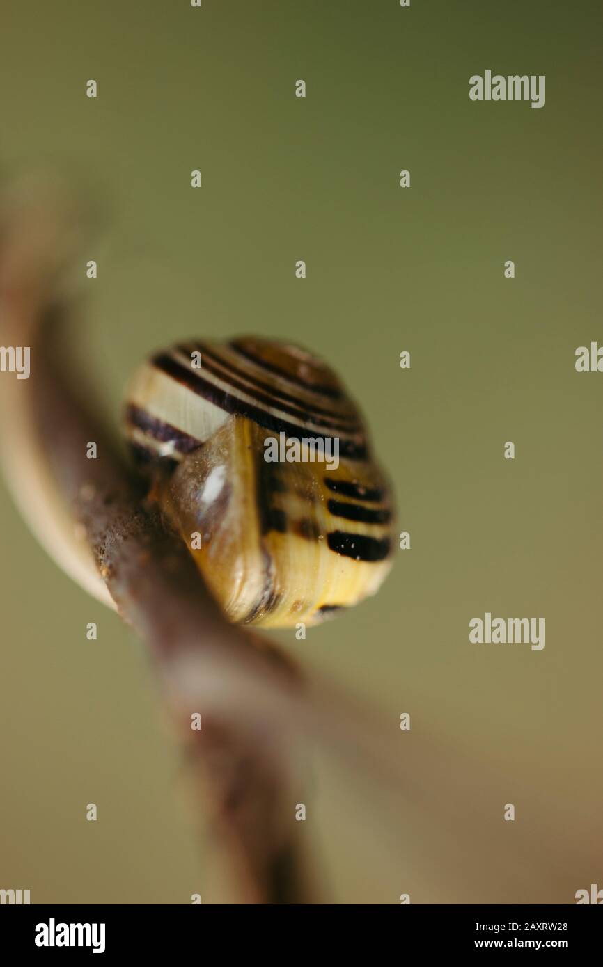 Snail in house on branch, detail Stock Photo Alamy
