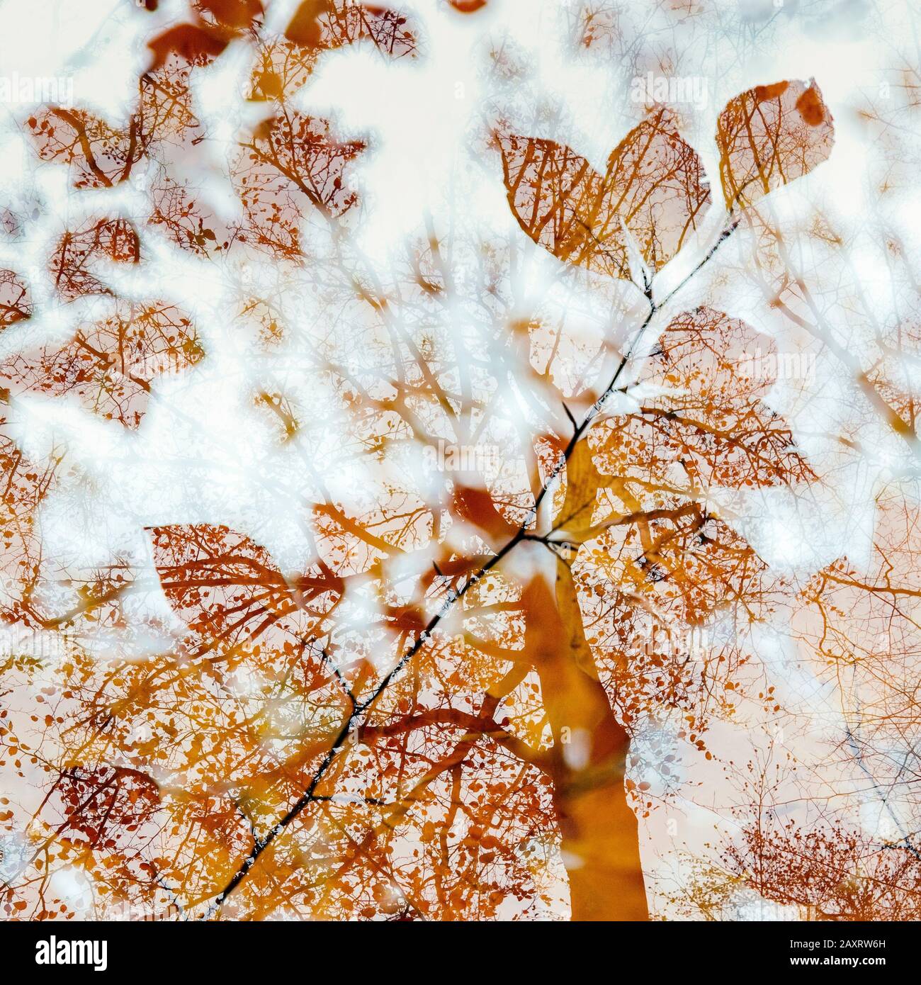 Autumn leaves in the forest in backlight, close-up Stock Photo - Alamy