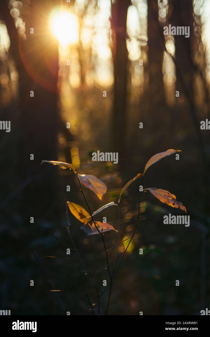 Autumn leaves in the forest in backlight, close-up Stock Photo - Alamy