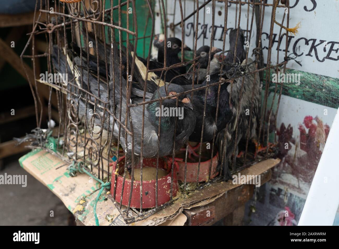 Pigeons housed in a small metal cage within the Carbon Market,Cebu City