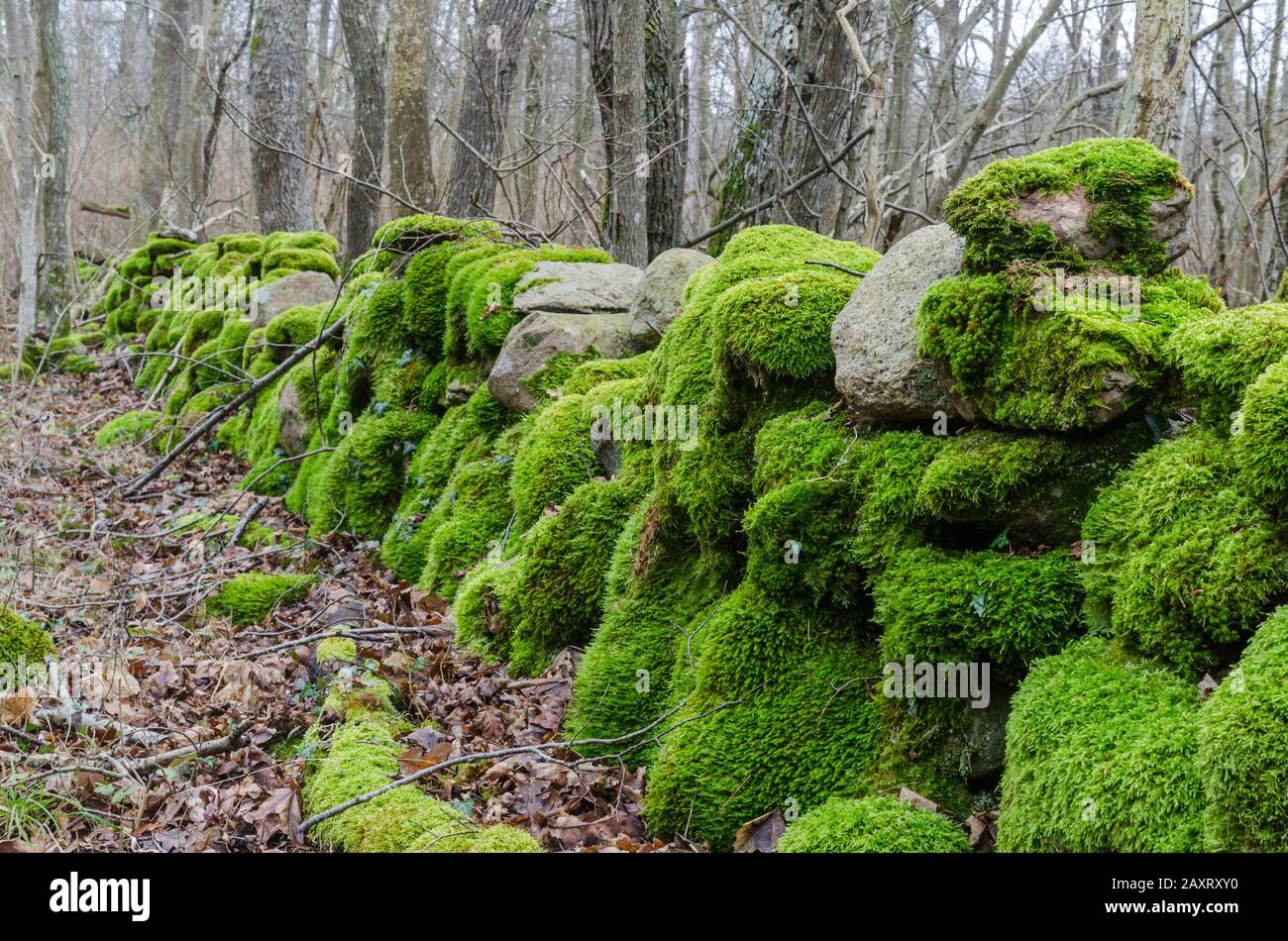 Colorful moss covered old dry stone wall in a deciduous forest in early ...