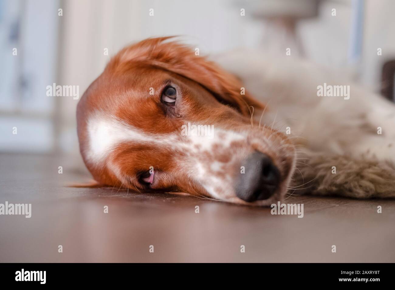 Dog, Irish red and white setter lying tired on the floor Stock Photo