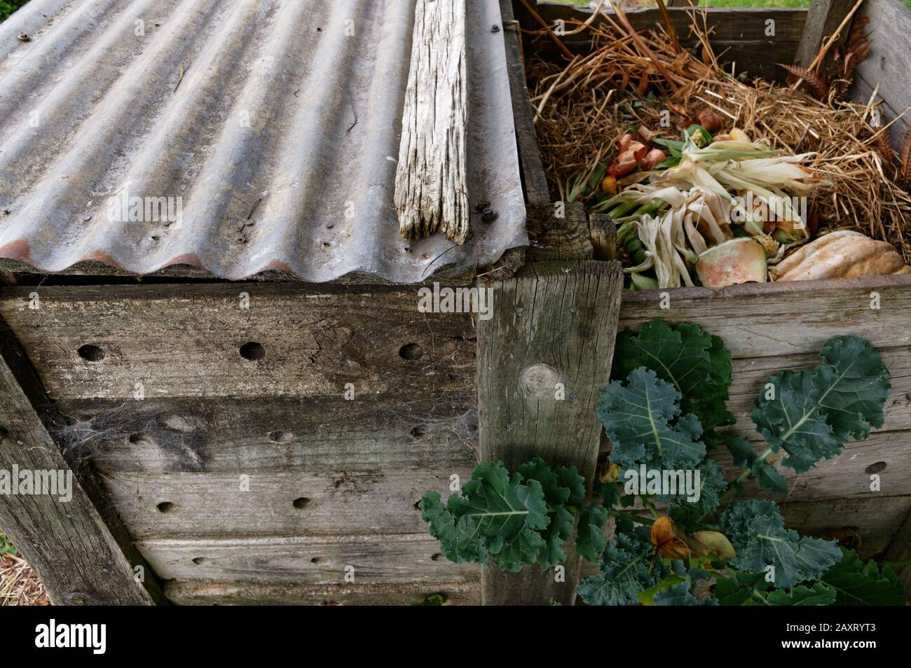 Saving useful scraps to break down in the compost bin and return to the garden Stock Photo