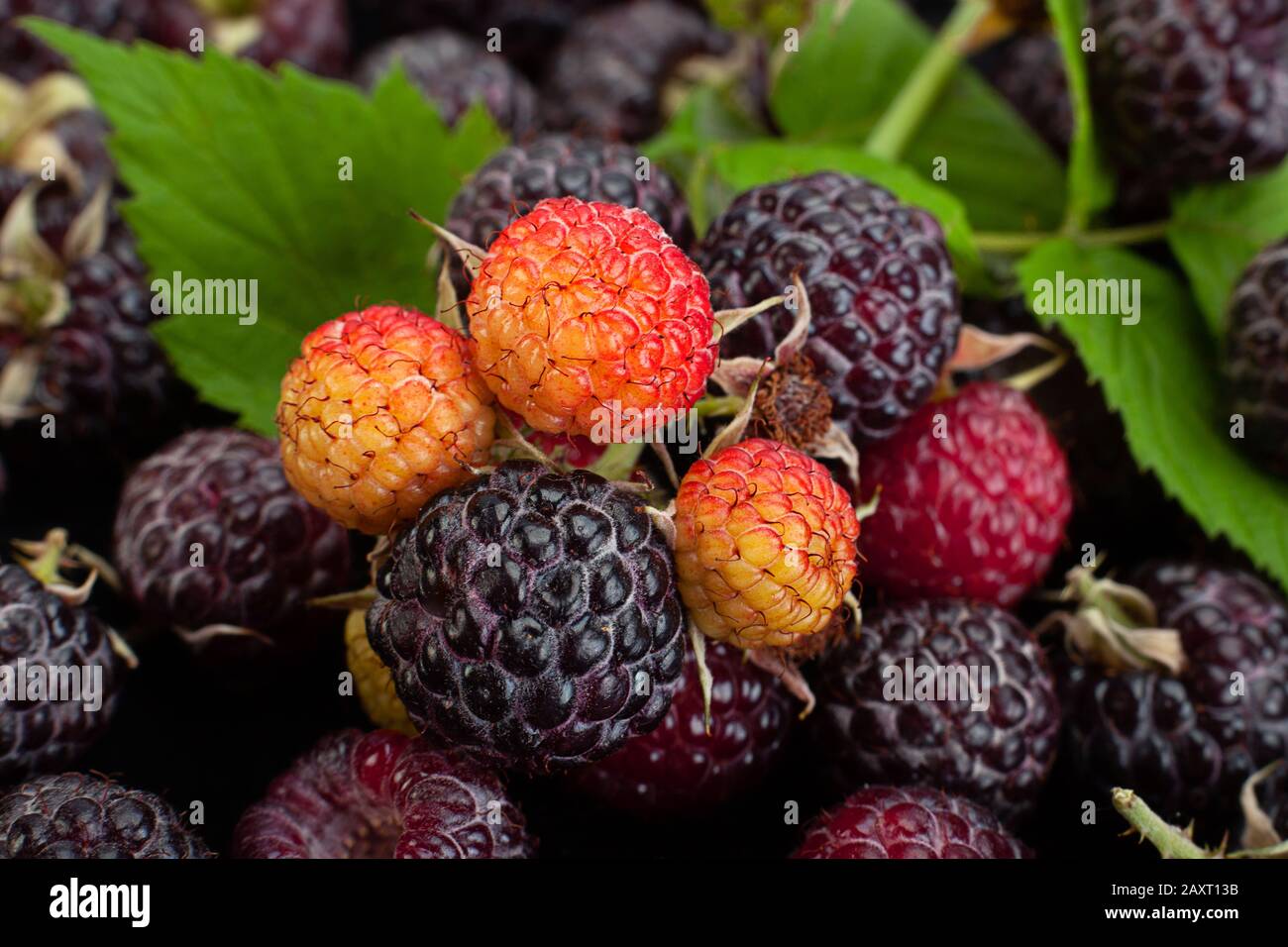 Cumberland fruit Hybrid raspberry and blackberry background Stock Photo