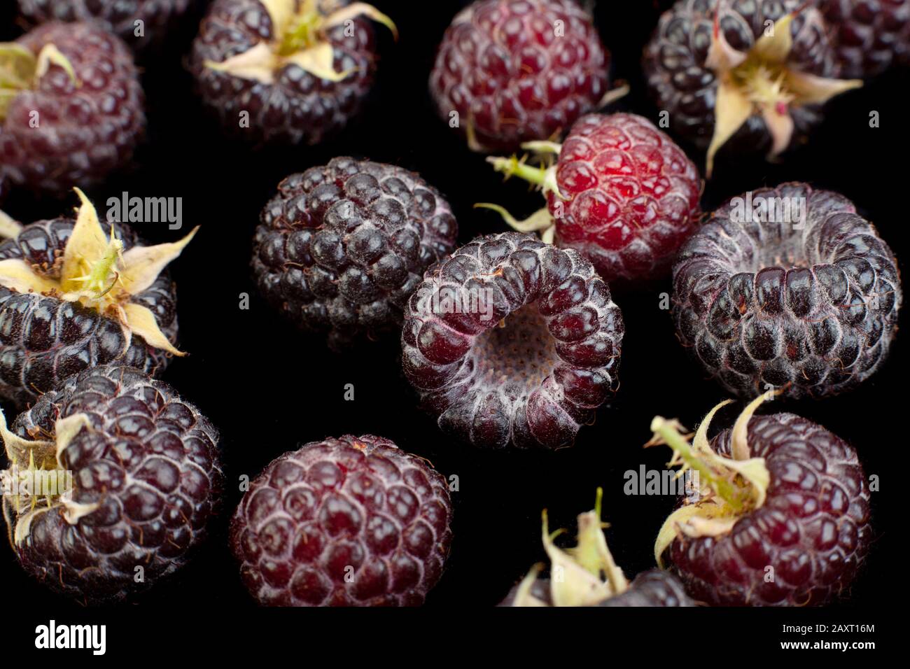 Cumberland fruit Hybrid raspberry and blackberry background Stock Photo