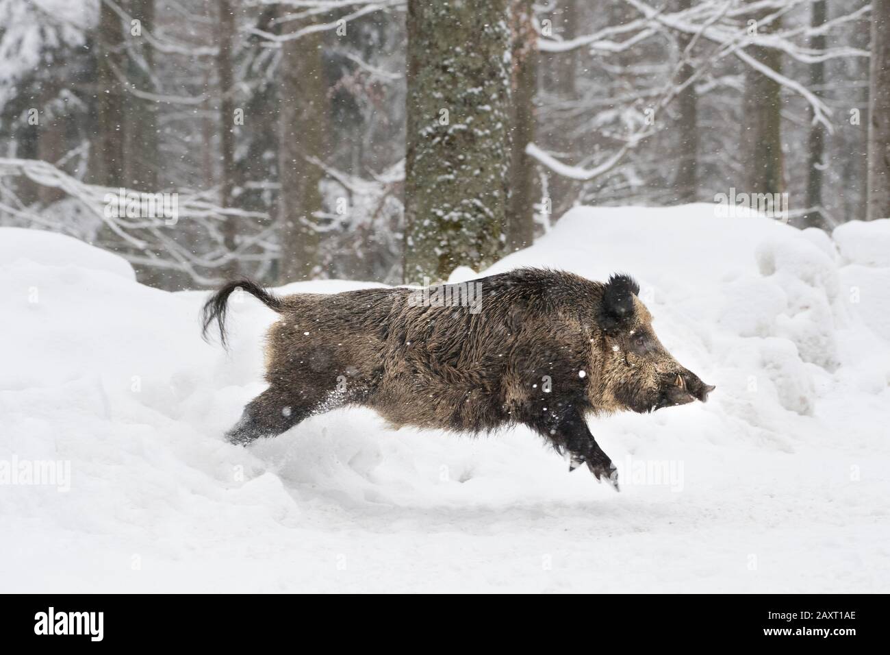 Boar runs through deep snow Stock Photo - Alamy