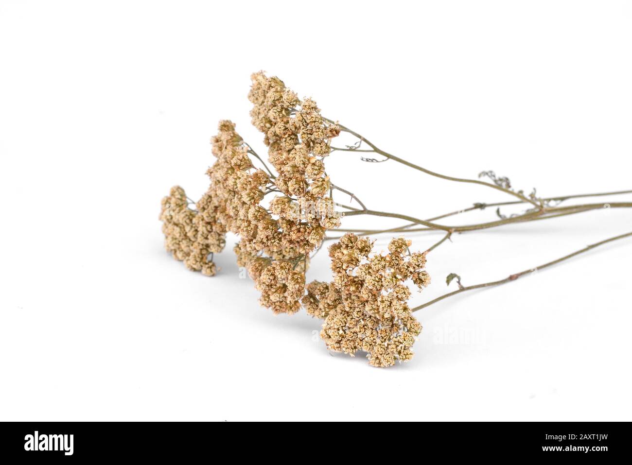 dried flowers of common yarrow isolated on white. Stock Photo