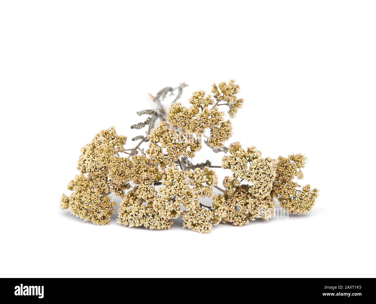 dried flowers of common yarrow isolated on white. Stock Photo