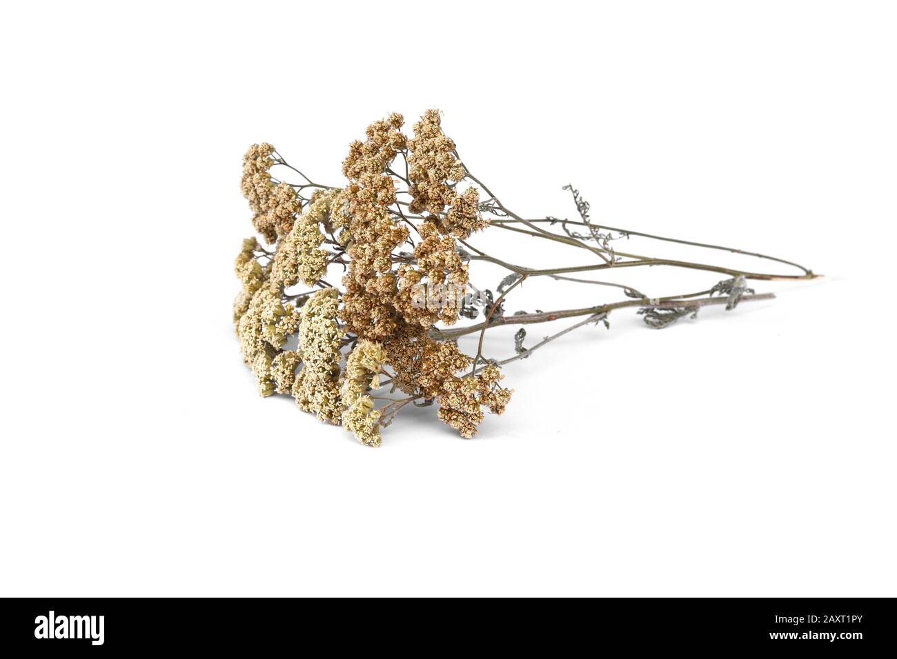 dried flowers of common yarrow isolated on white. Stock Photo
