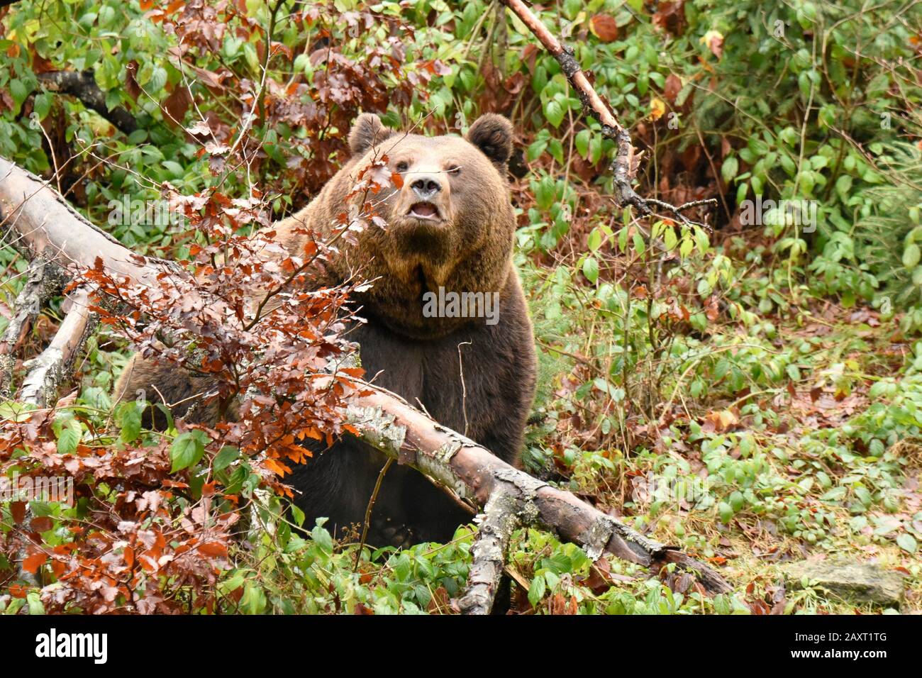 Brown bear in the forest Stock Photo - Alamy