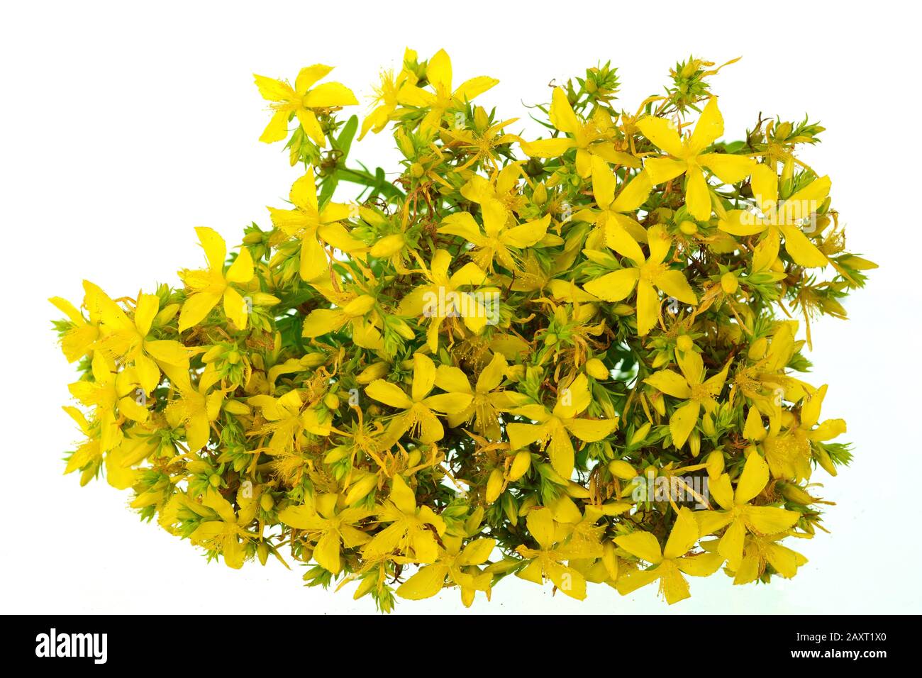 Common St Johnswort Flower Tutsan Isolated On White Background common-st-johnswort-flower-tutsan-isolated-on-white-background