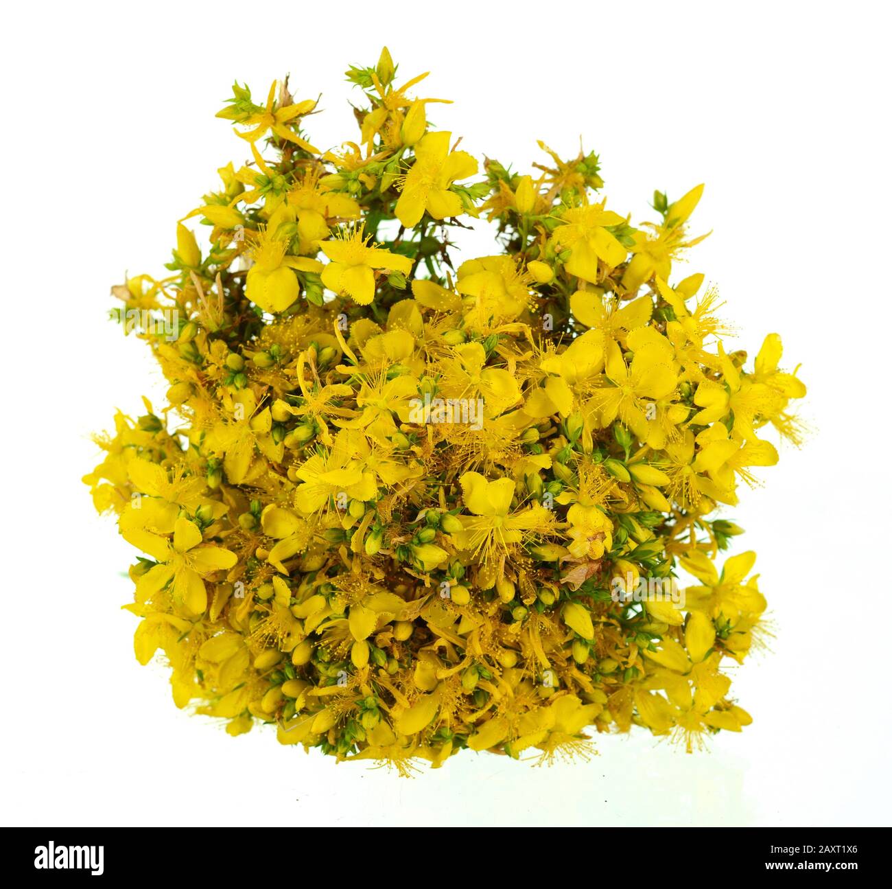 Common St Johnswort Flower Tutsan Isolated On White Background common-st-johnswort-flower-tutsan-isolated-on-white-background