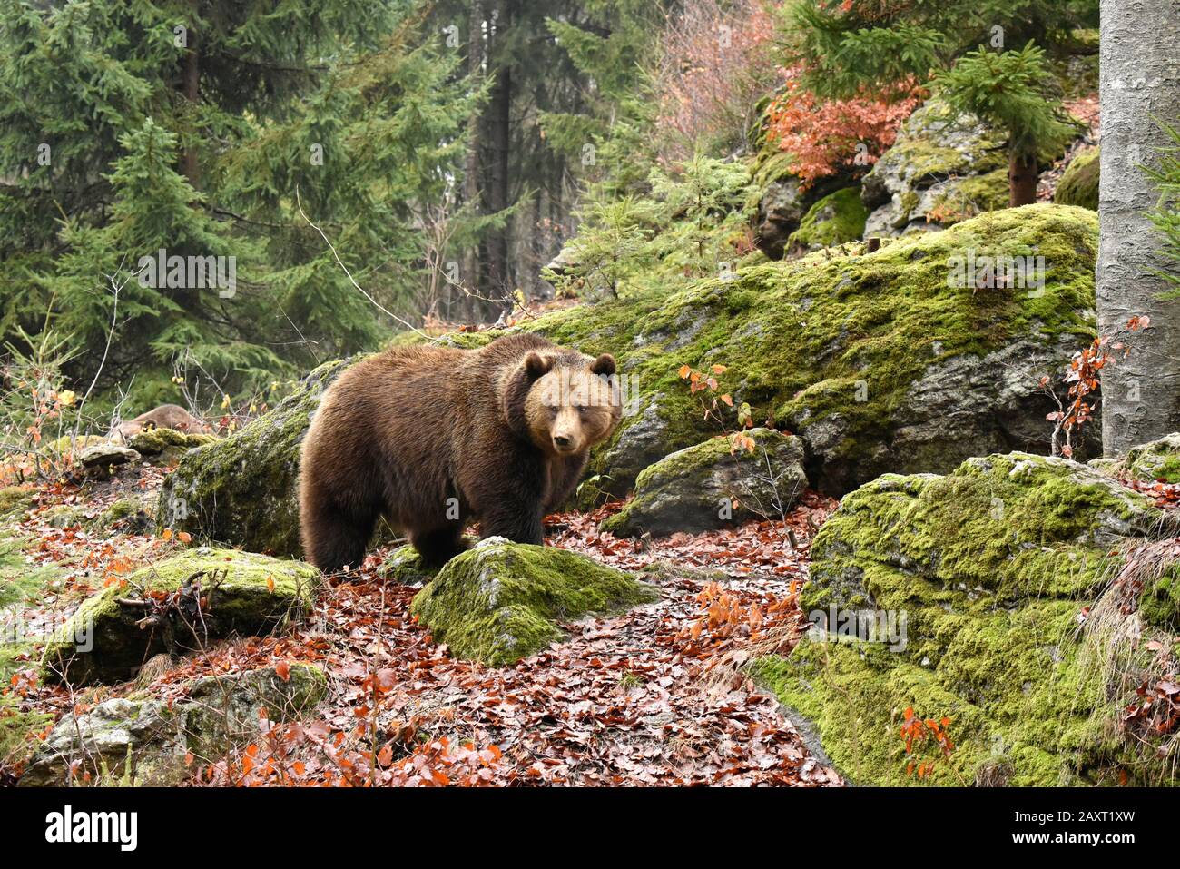 Brown bear in the forest Stock Photo - Alamy
