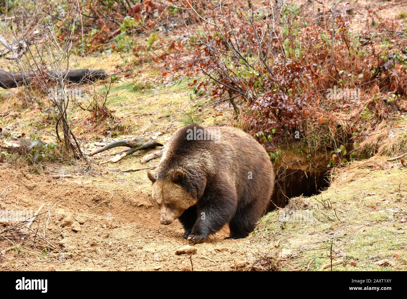 Brown bear in the forest Stock Photo - Alamy