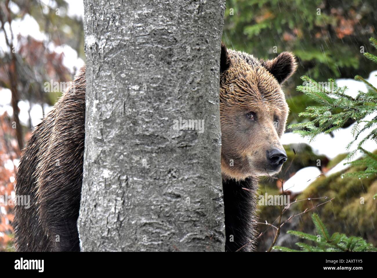Brown bear in the forest Stock Photo - Alamy