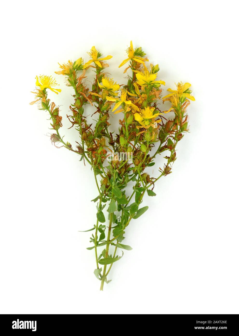 Common St Johnswort Flower Tutsan Isolated On White Background common-st-johnswort-flower-tutsan-isolated-on-white-background