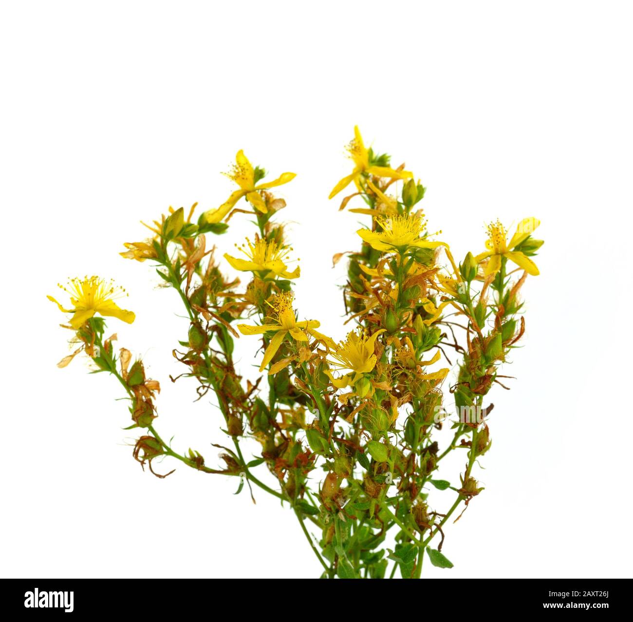 Common St Johnswort Flower Tutsan Isolated On White Background common-st-johnswort-flower-tutsan-isolated-on-white-background