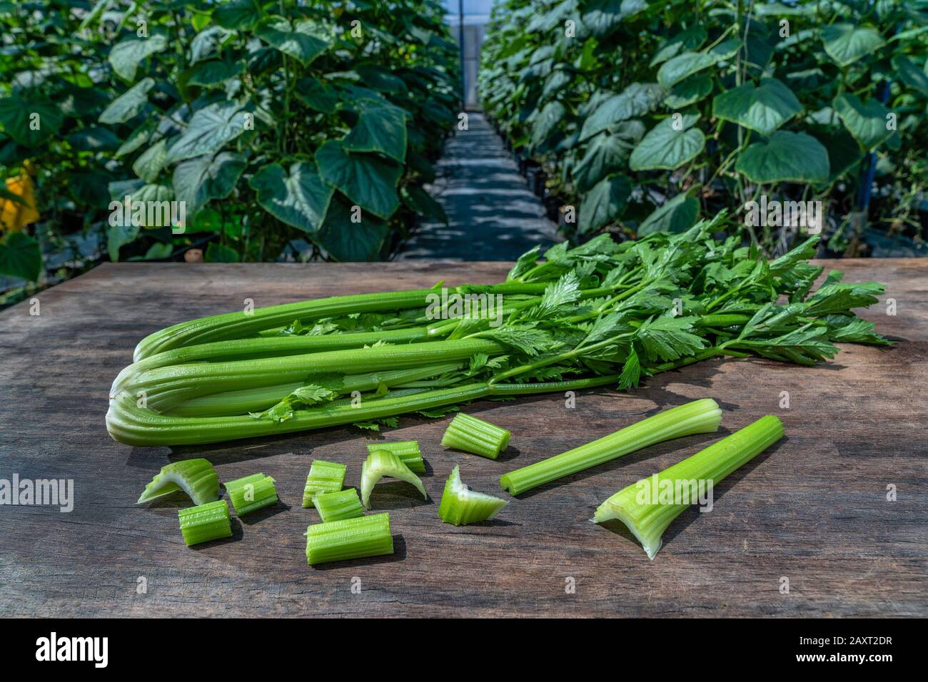 Bunch of fresh celery stalk with leaves, Dalat, Vietnam Stock Photo Alamy