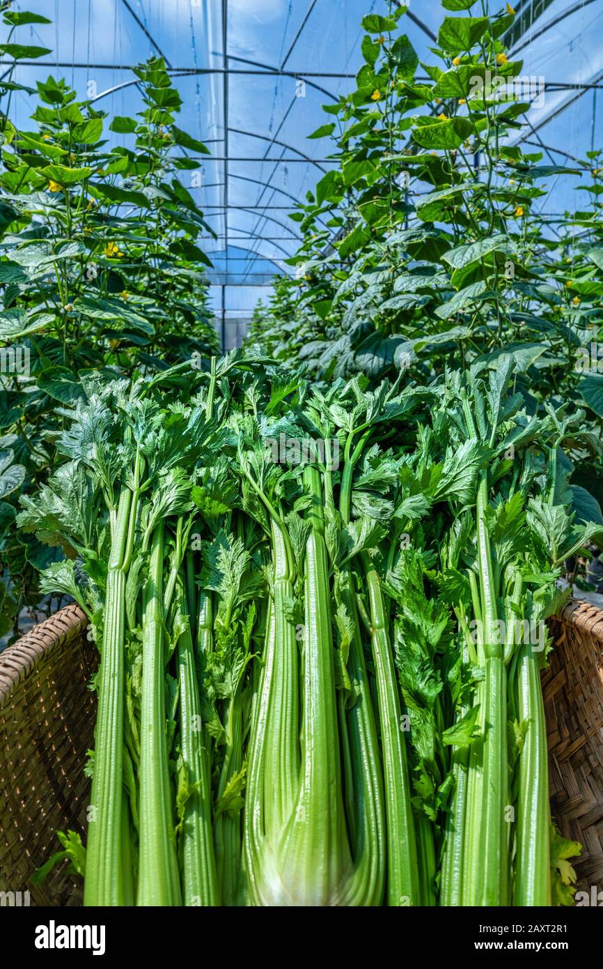 Bunch of fresh celery stalk with leaves, Dalat, Vietnam Stock Photo Alamy