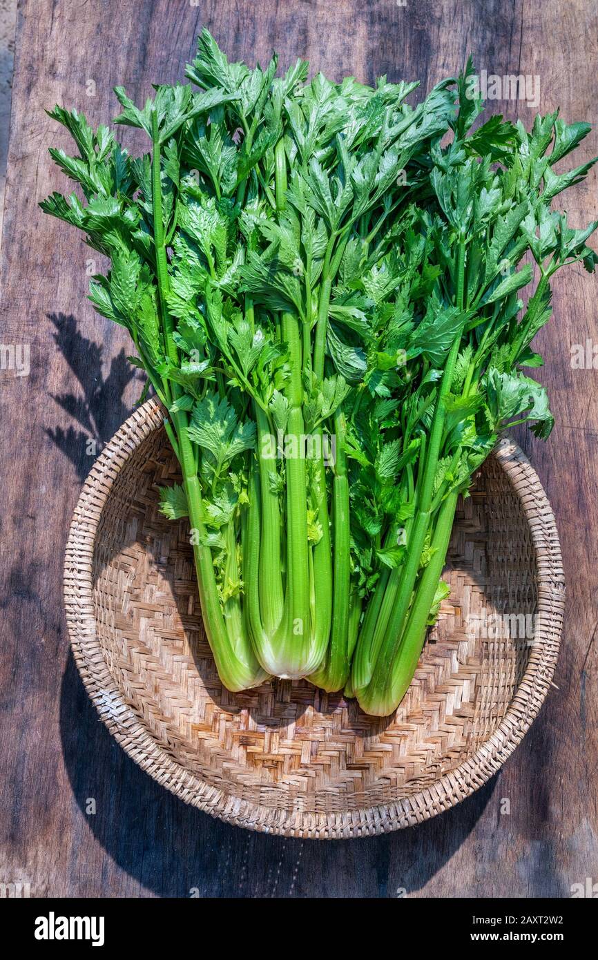 Bunch of fresh celery stalk with leaves, Dalat, Vietnam Stock Photo Alamy