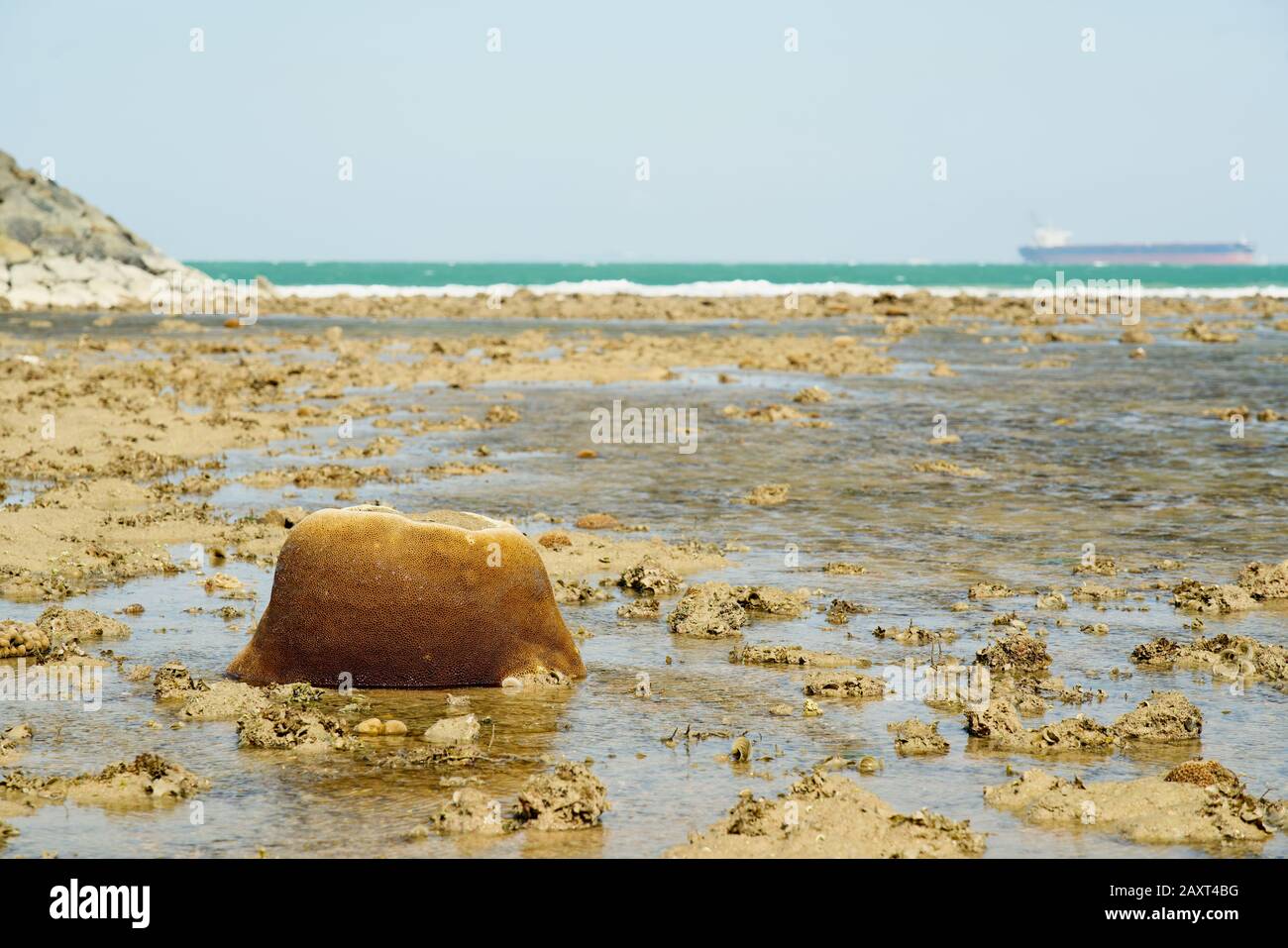 Coral at Sister Island intertidal area during low tide, Singapore Stock Photo