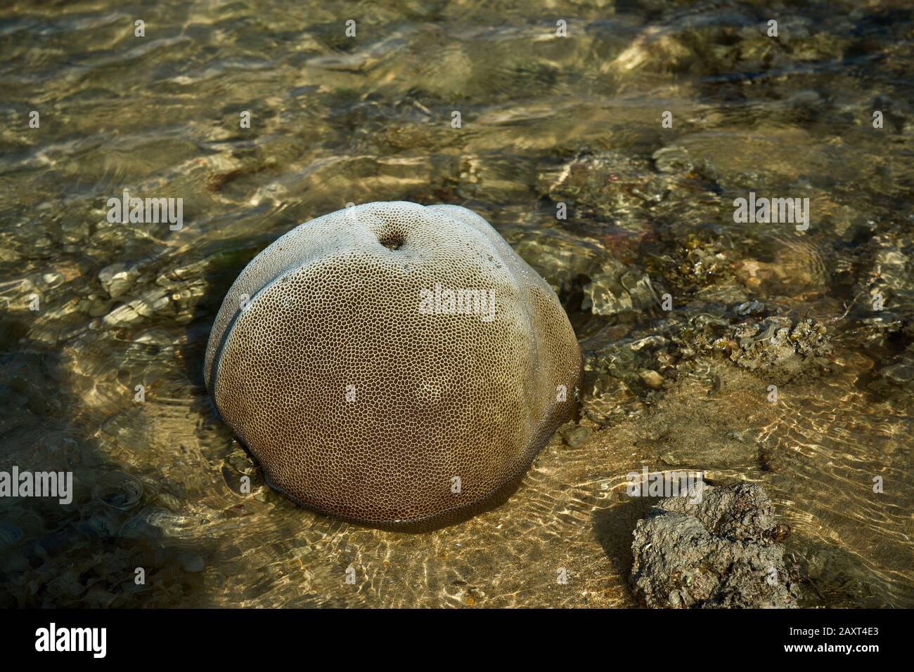 Coral at Sister Island intertidal area during low tide, Singapore Stock Photo
