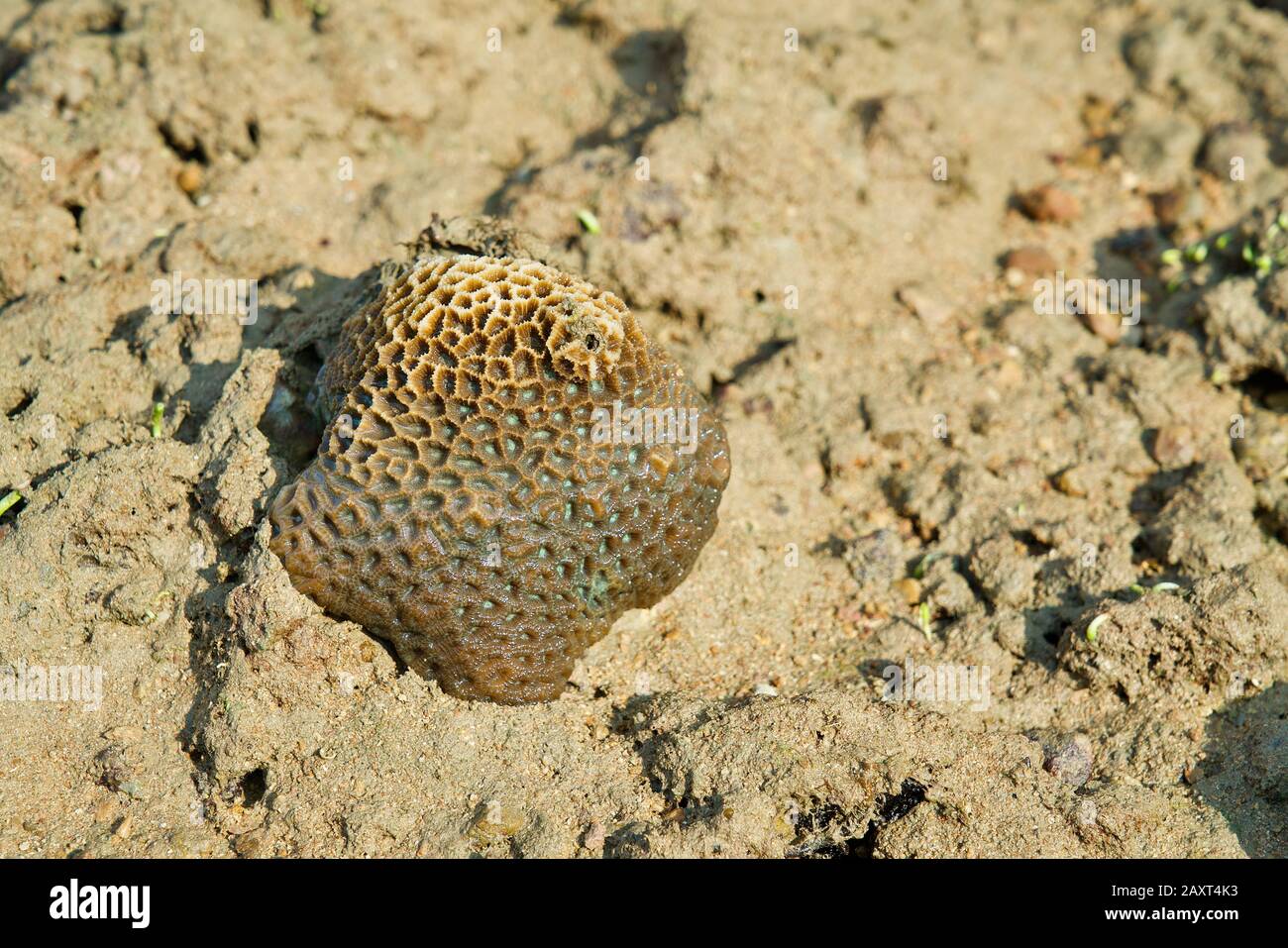 Coral at Sister Island intertidal area during low tide, Singapore Stock Photo