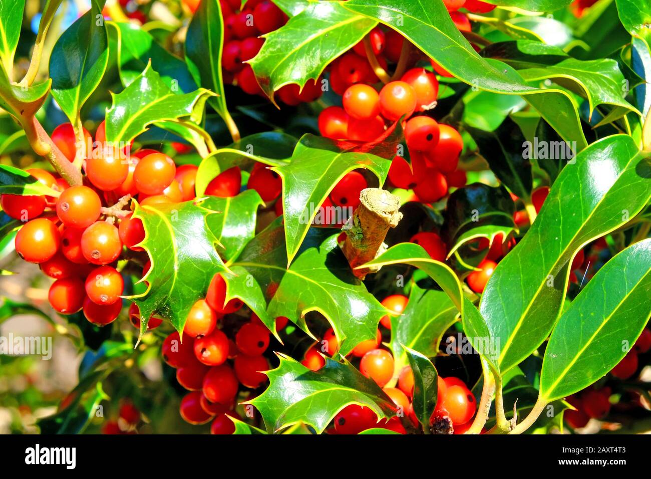 close up of red holly berries and green leaves on a holly bush at Christmas Stock Photo