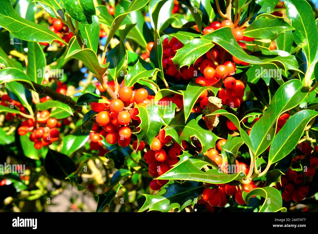 close up of red holly berries and green leaves on a holly bush at Christmas Stock Photo