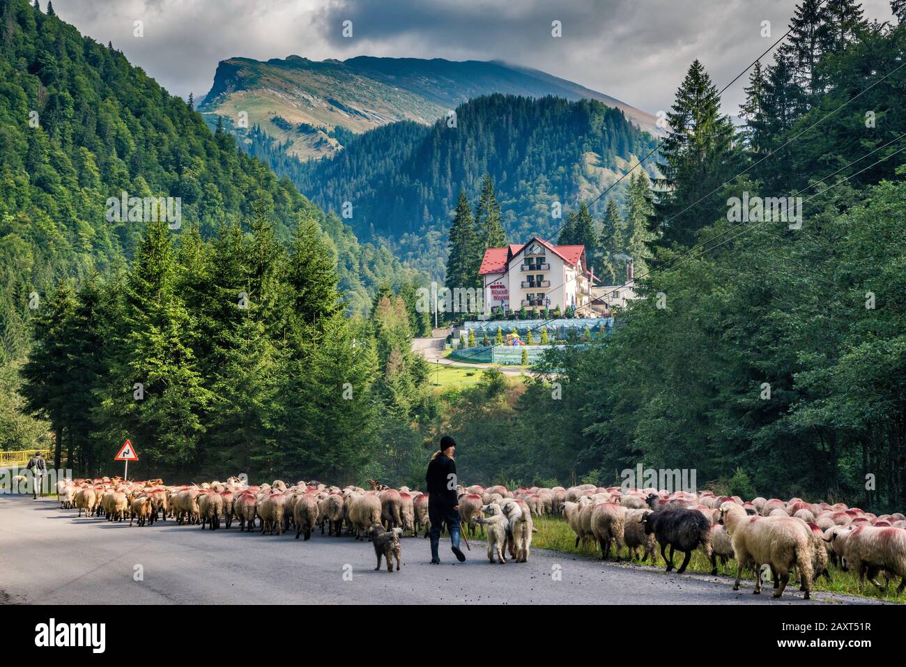 Flock of sheep, female shepherd on Transfagarasan Road, hotel in distance, Fagaras Mountains in Southern Carpathians (Transylvanian Alps), Romania Stock Photo