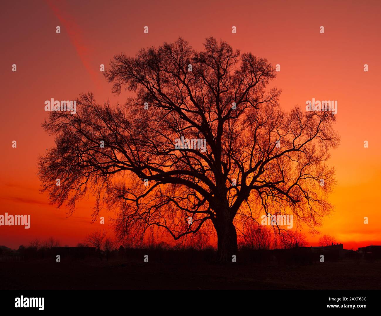 Alone tree with sun and color red orange yellow sky Stock Photo - Alamy