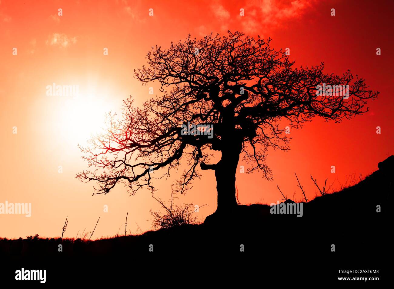 Alone tree with sun and color red orange yellow sky Stock Photo - Alamy