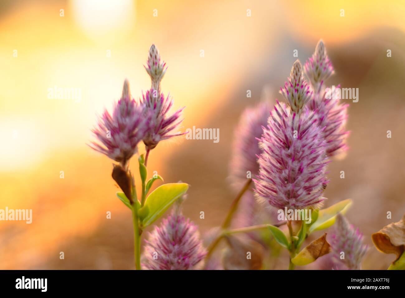Australian native flowers Stock Photo