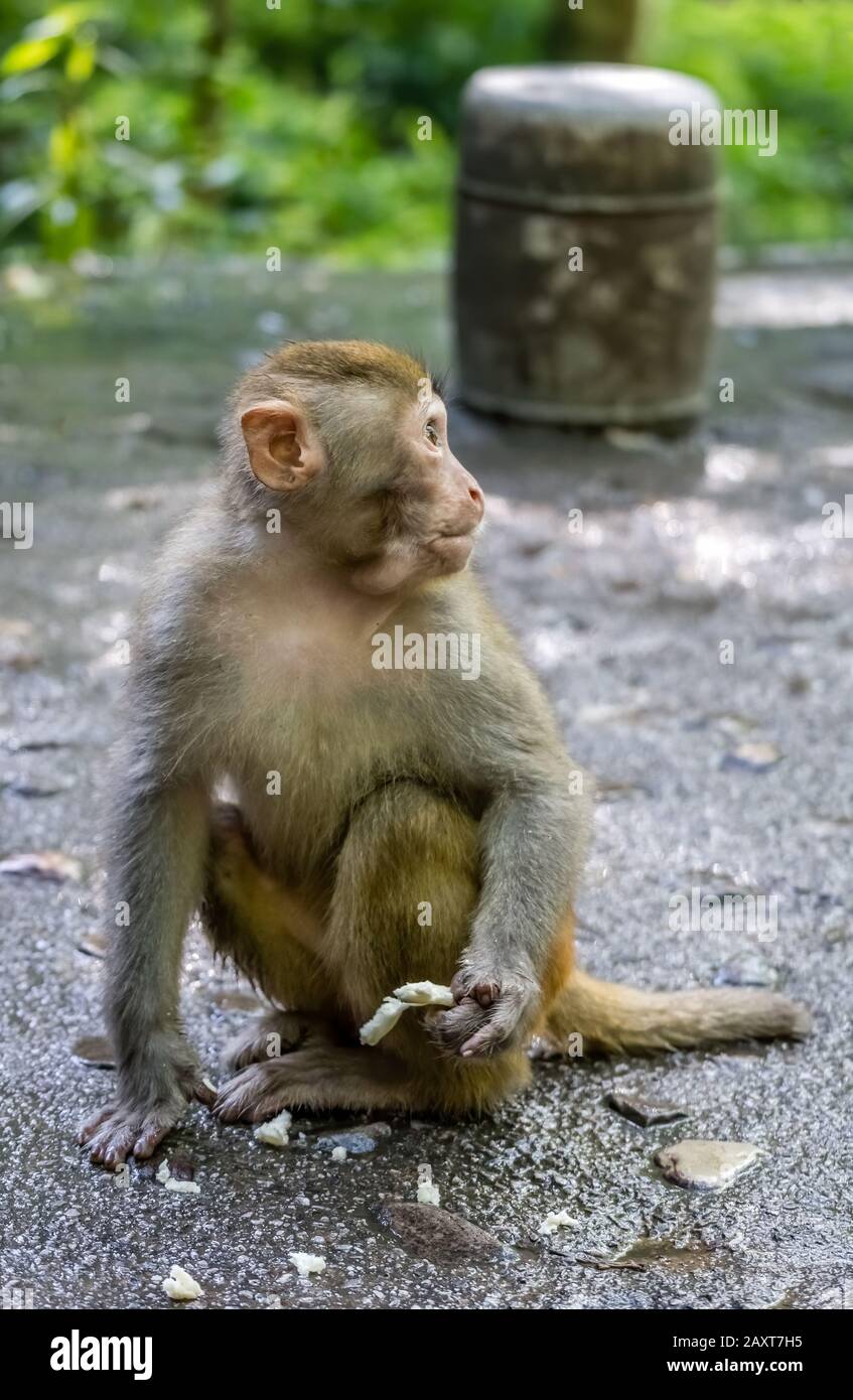Monkey holding piece of fruit to eat,  Ten Mile Gallery Monkey Forest, Zhangjiajie National Park, China Stock Photo