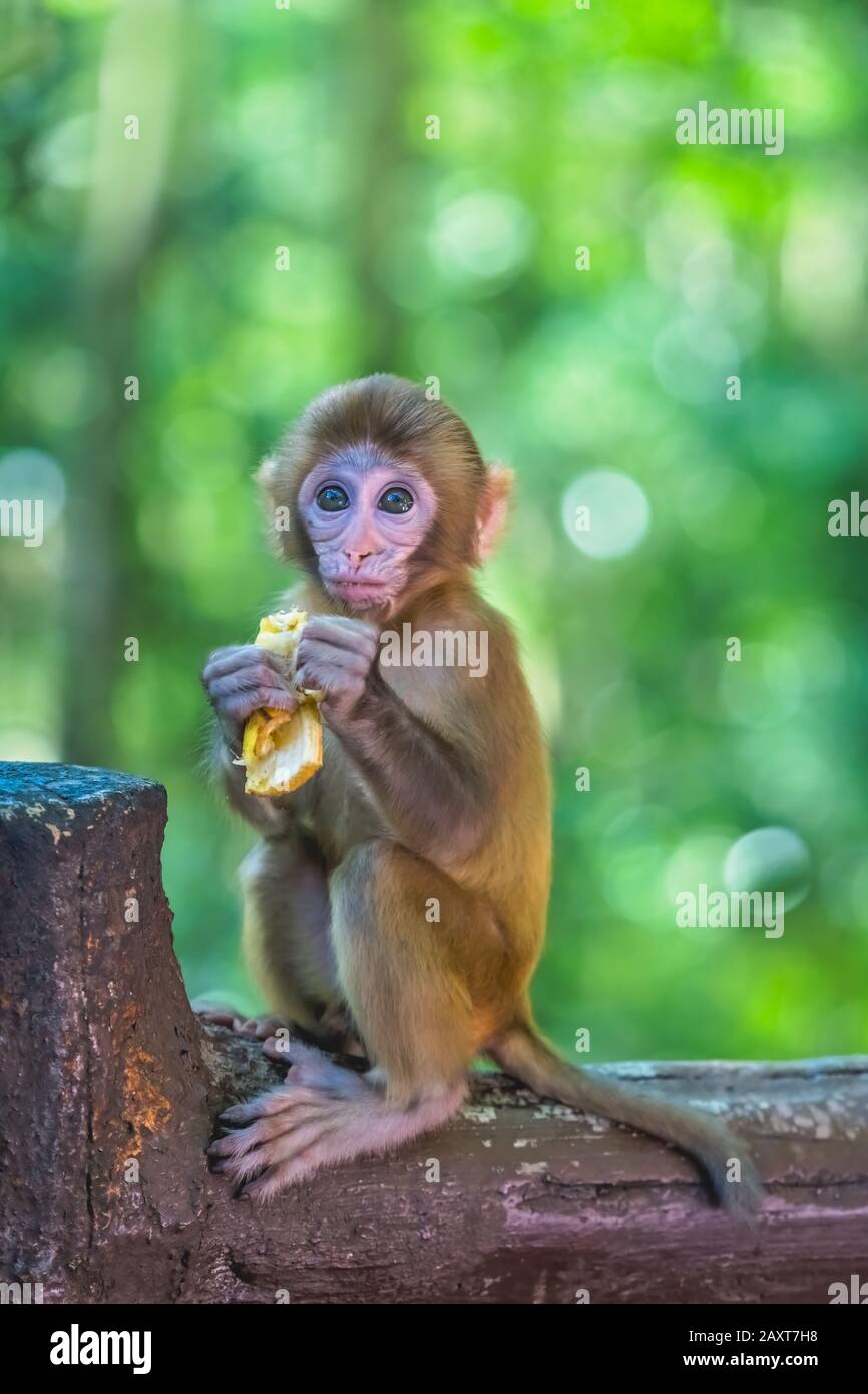 Cute tiny little monkey holding piece of fruit to eat, Ten Mile Gallery  Monkey Forest, Zhangjiajie National Park, China Stock Photo - Alamy