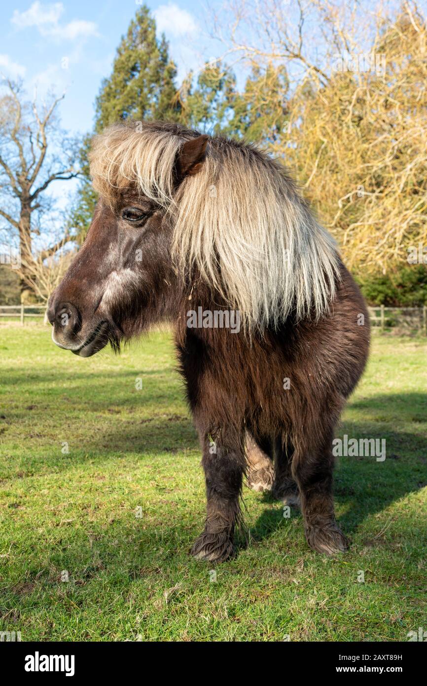 Portrait of a Shetland pony in a field, UK Stock Photo