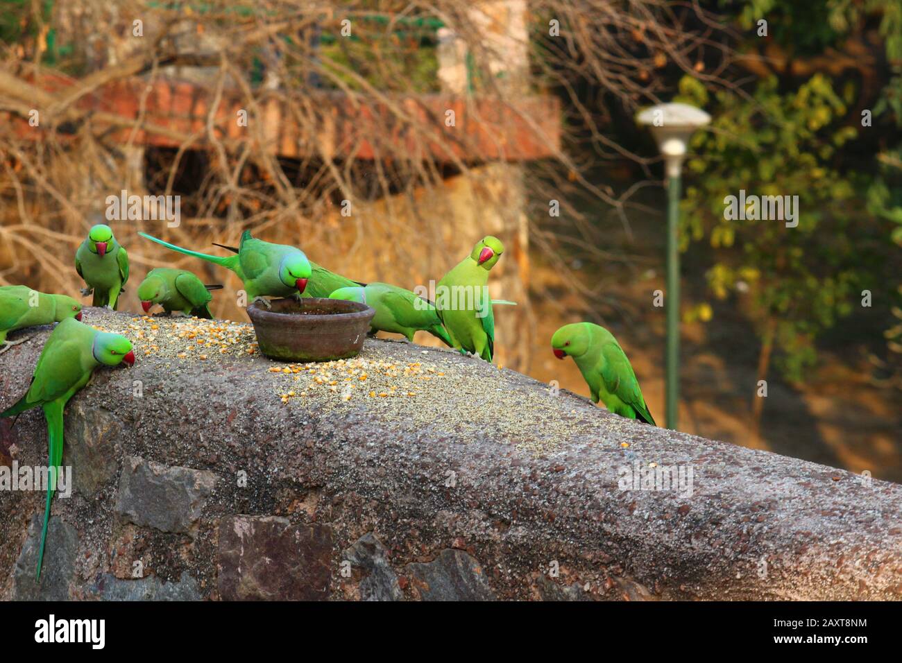 Hungry Green Parrots eating grains Stock Photo Alamy