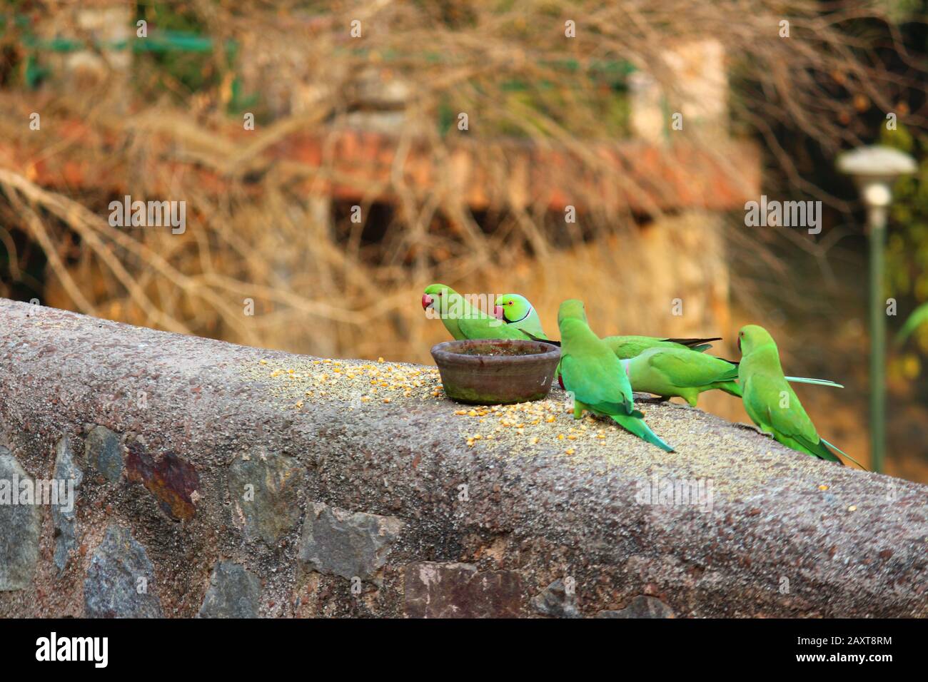 Hungry Green Parrots eating grains Stock Photo Alamy