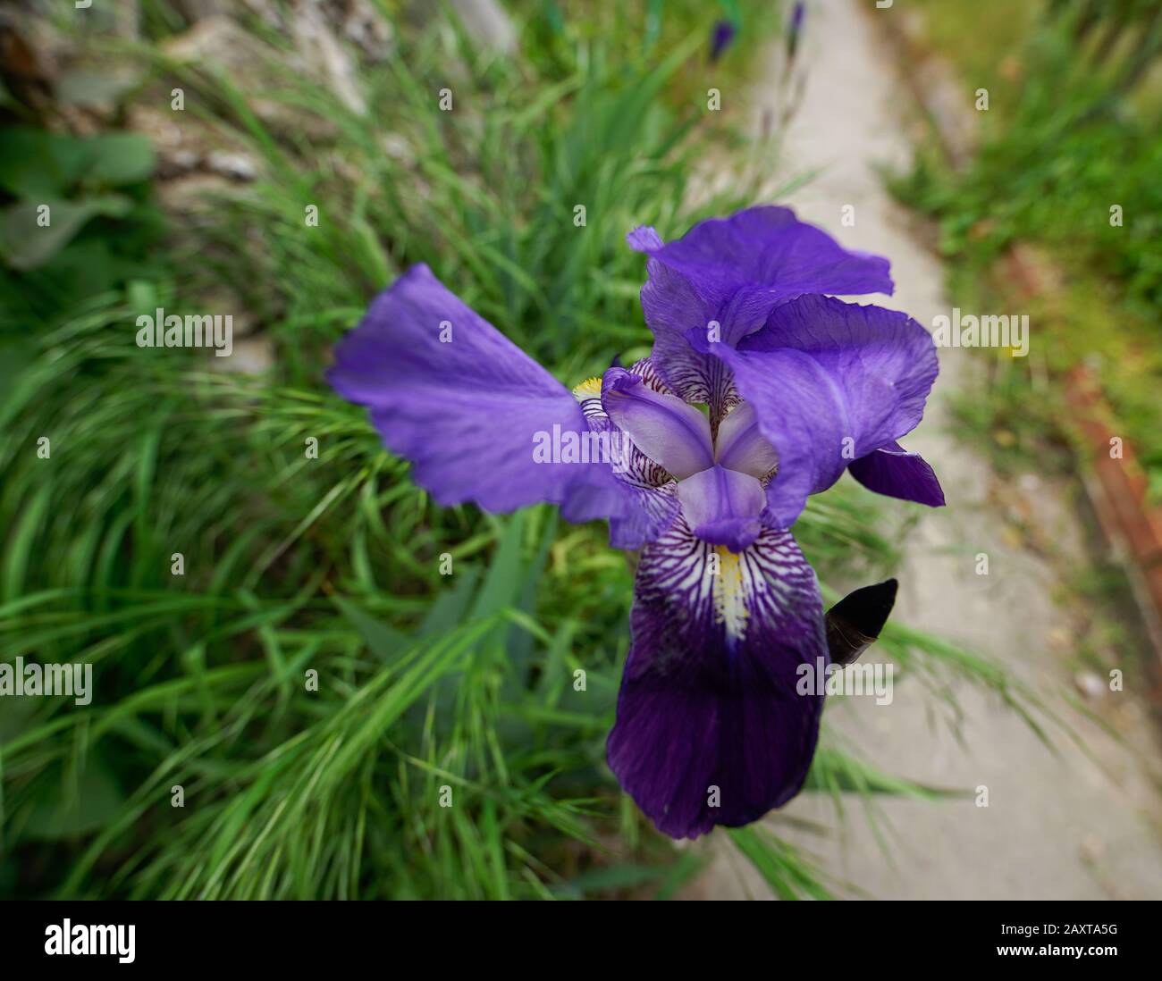 violet lily blooms in the garden in spring Stock Photo - Alamy