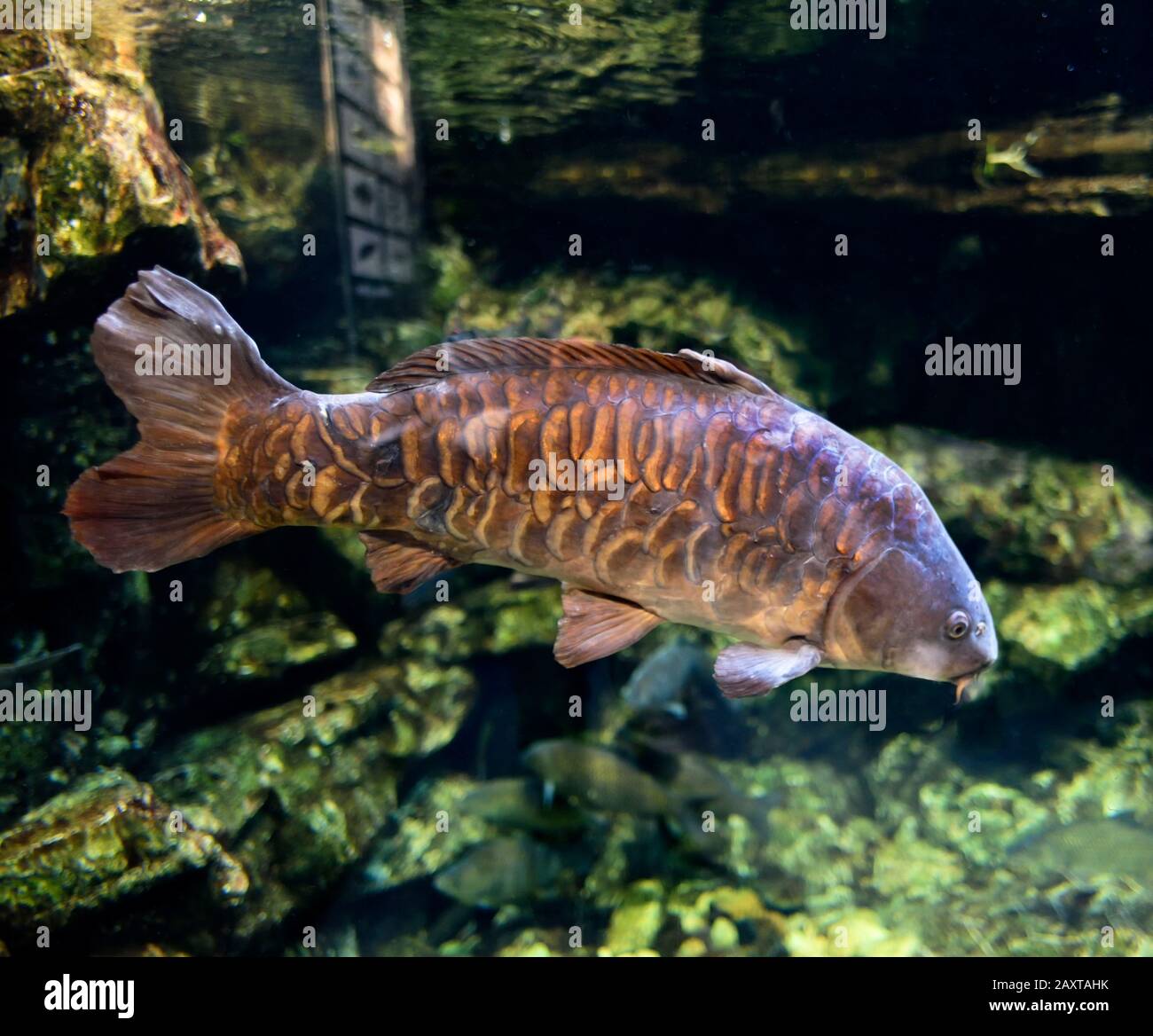 Kyoto Aquarium Japan Stock Photo - Alamy